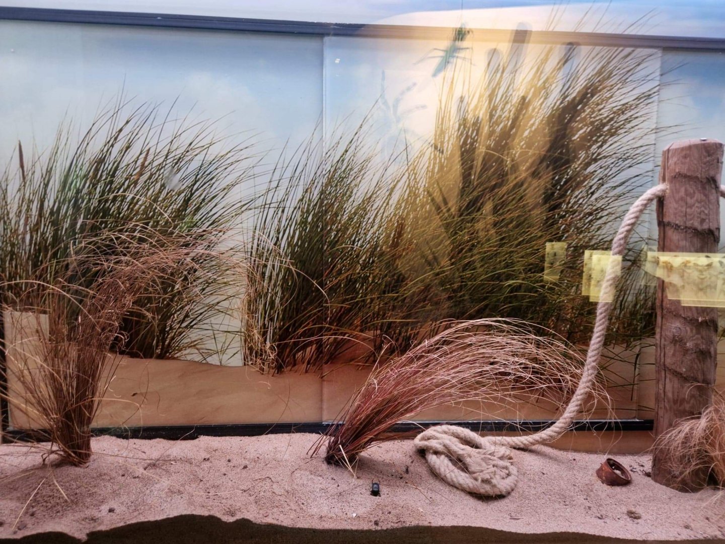 Invertebrate house, Locust exhibit