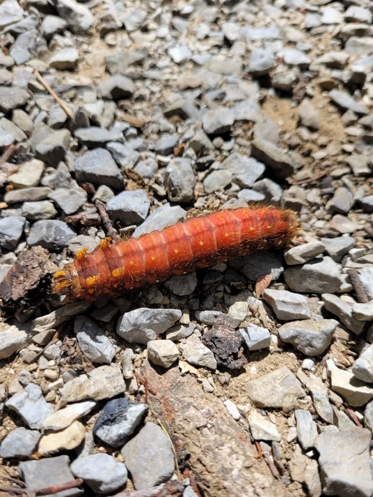 Invertebrate ID - Wild