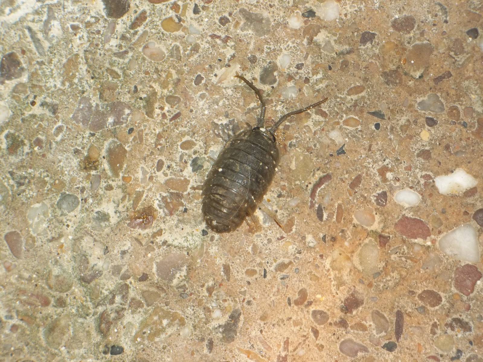 Invertebrate identification please, 29th November 2014