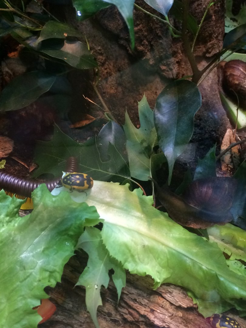 Invertebrate mix; millipede, flower beetle, west-african giant snail