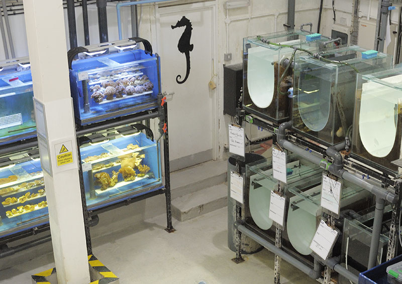 Invertebrate rearing in the Ocean Lab