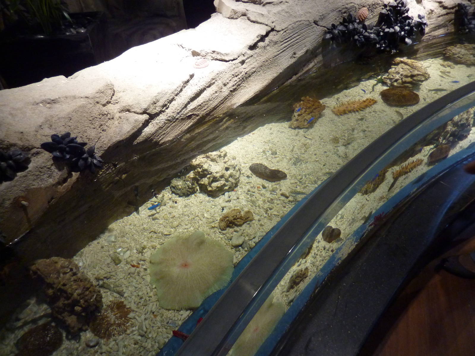 Invertebrate tank
