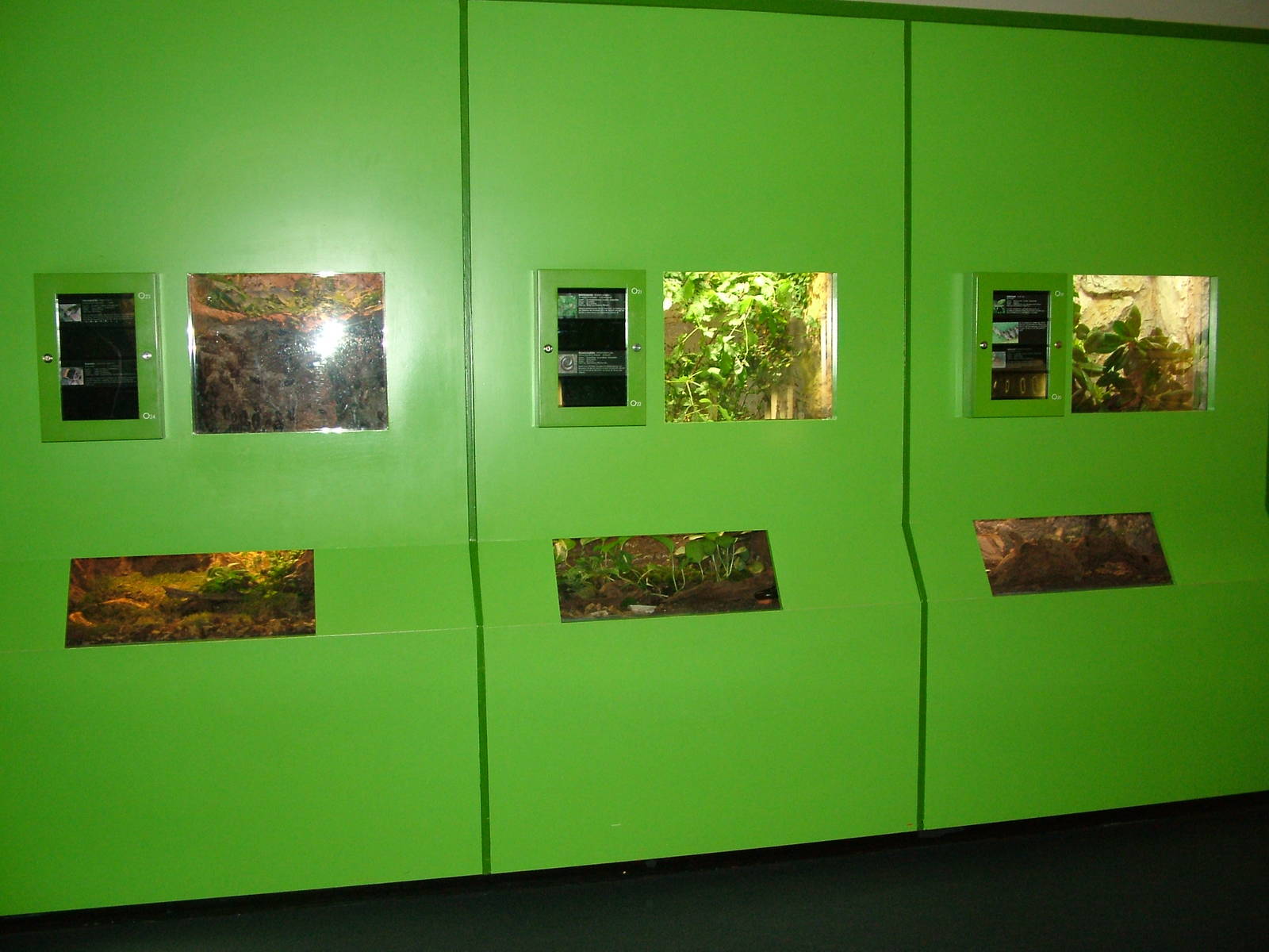 Invertebrate tanks at Aquazoo 14/05/09