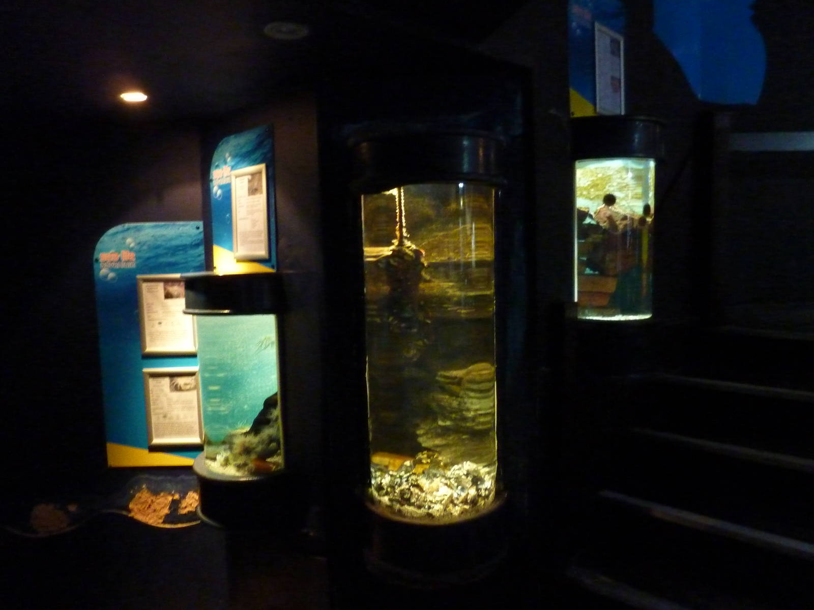 Invertebrate tanks