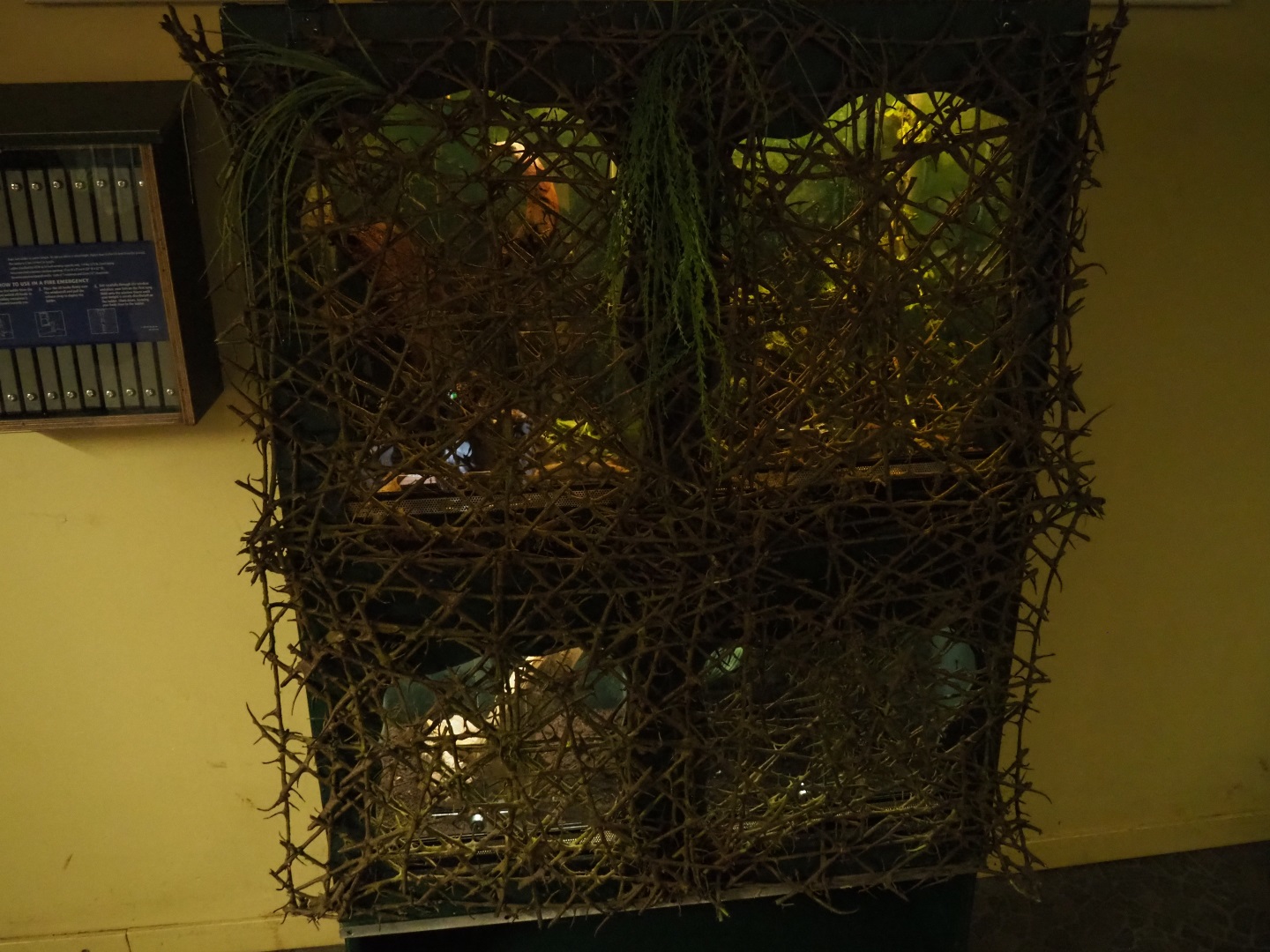 Invertebrate terraria, 2019-04-06