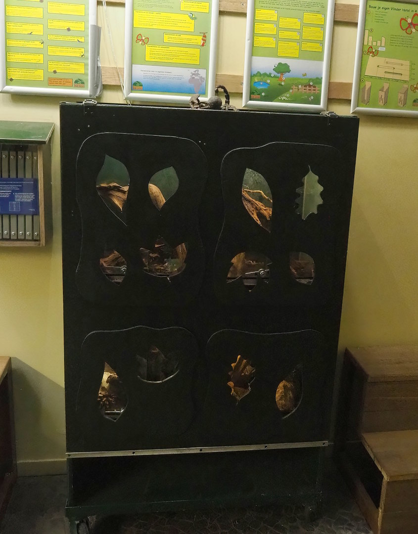 Invertebrate terrariums, 2023-05-31