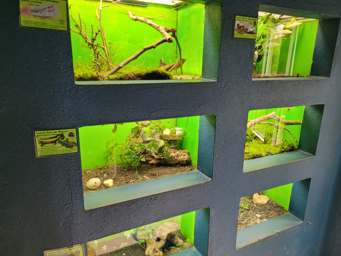 Invertebrate terrariums -Zoo de Santillana del Mar (2023)