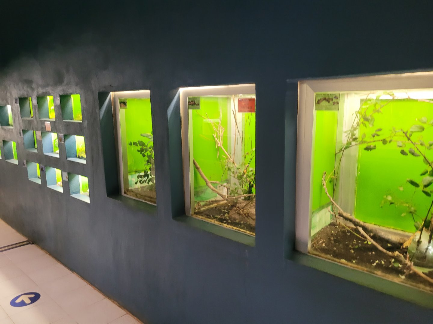 Invertebrate terrariums -Zoo de Santillana del Mar (2023)