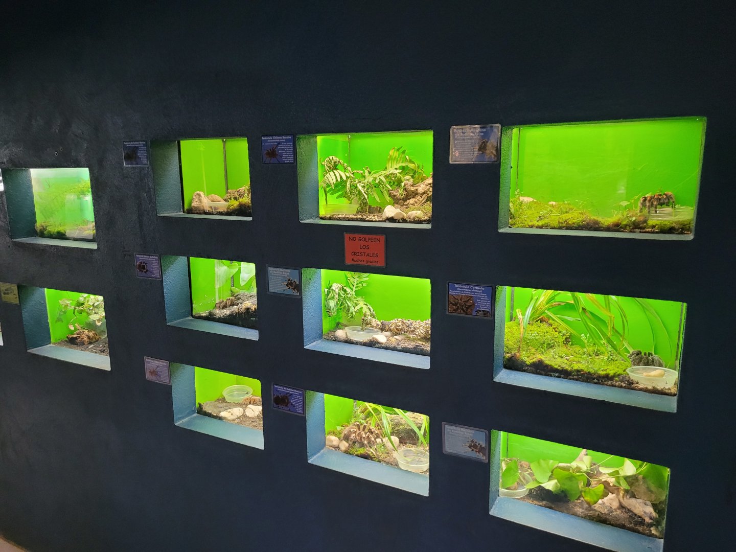 Invertebrate terrariums -Zoo de Santillana del Mar (2023)