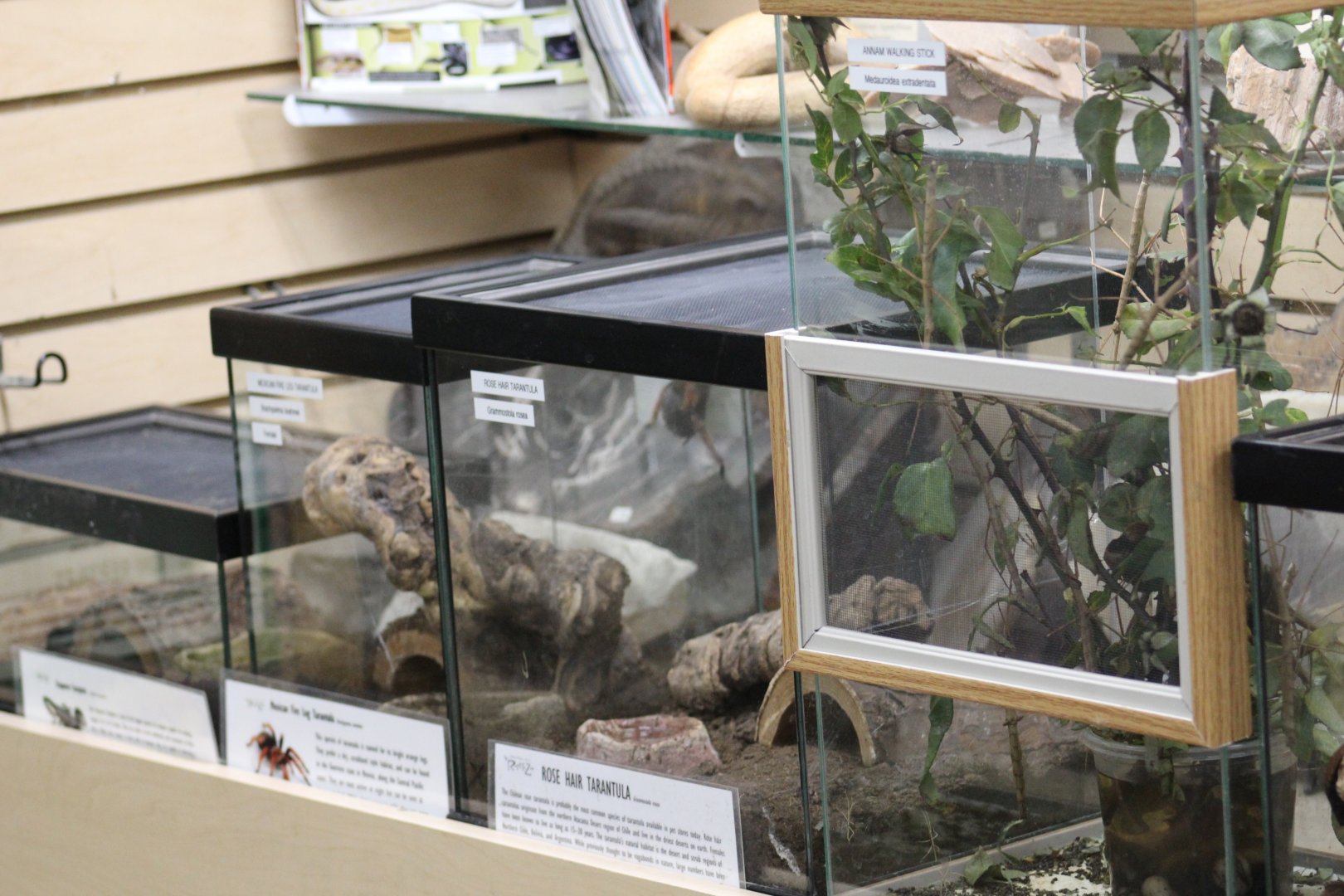 Invertebrate Terrariums