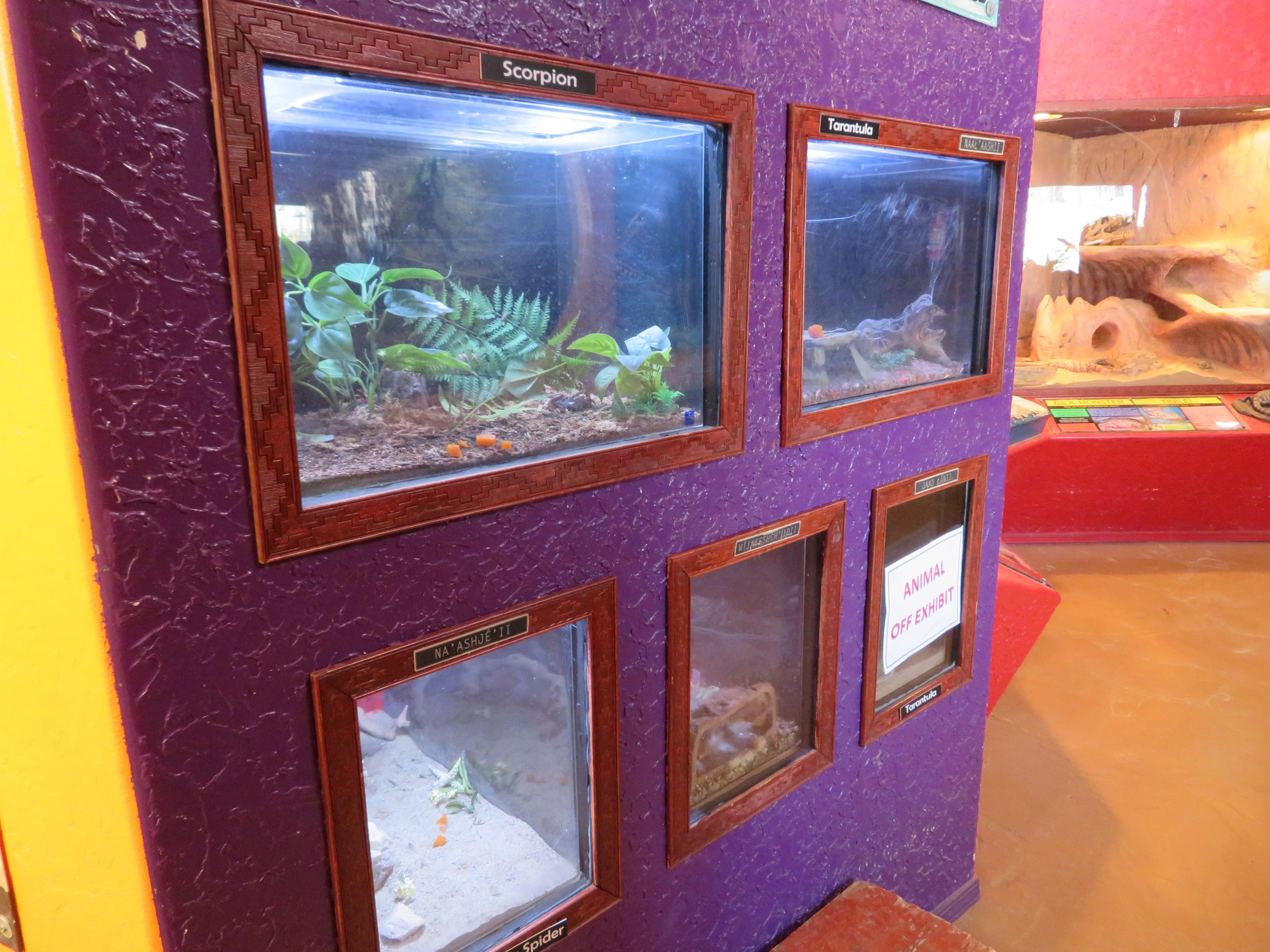 Invertebrate Terrariums