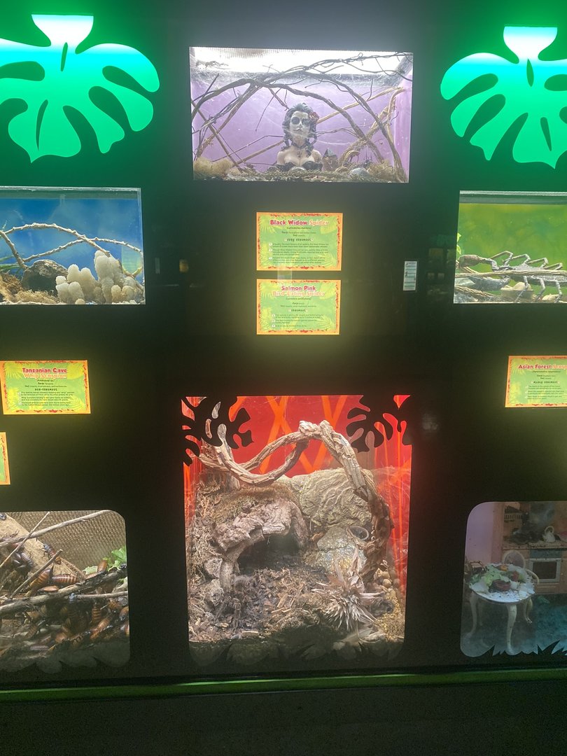 Invertebrate Terrariums