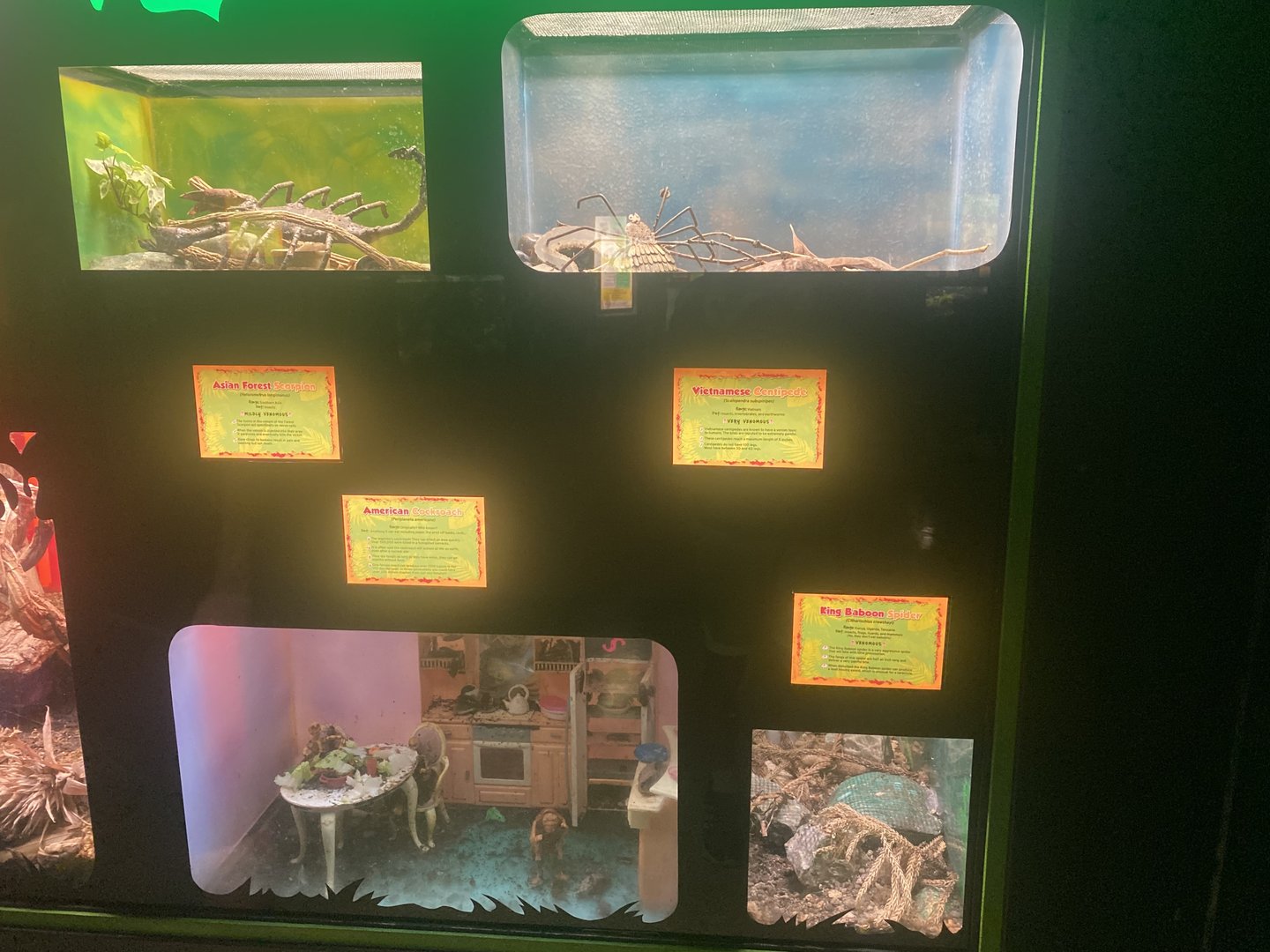 Invertebrate Terrariums