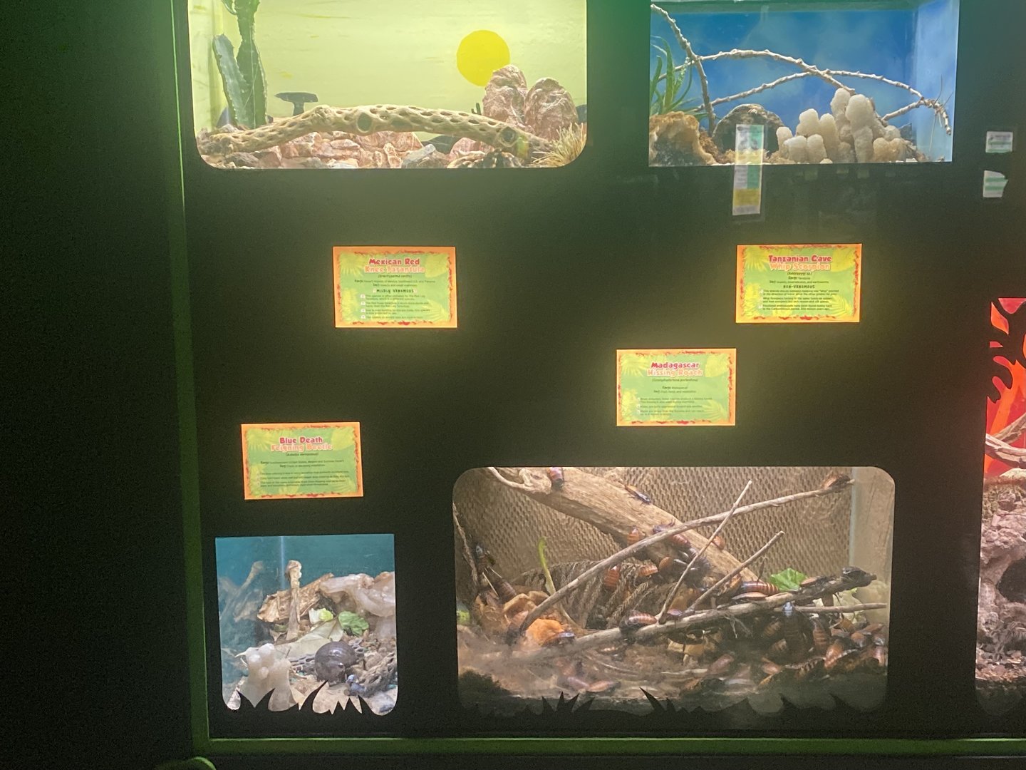 Invertebrate Terrariums