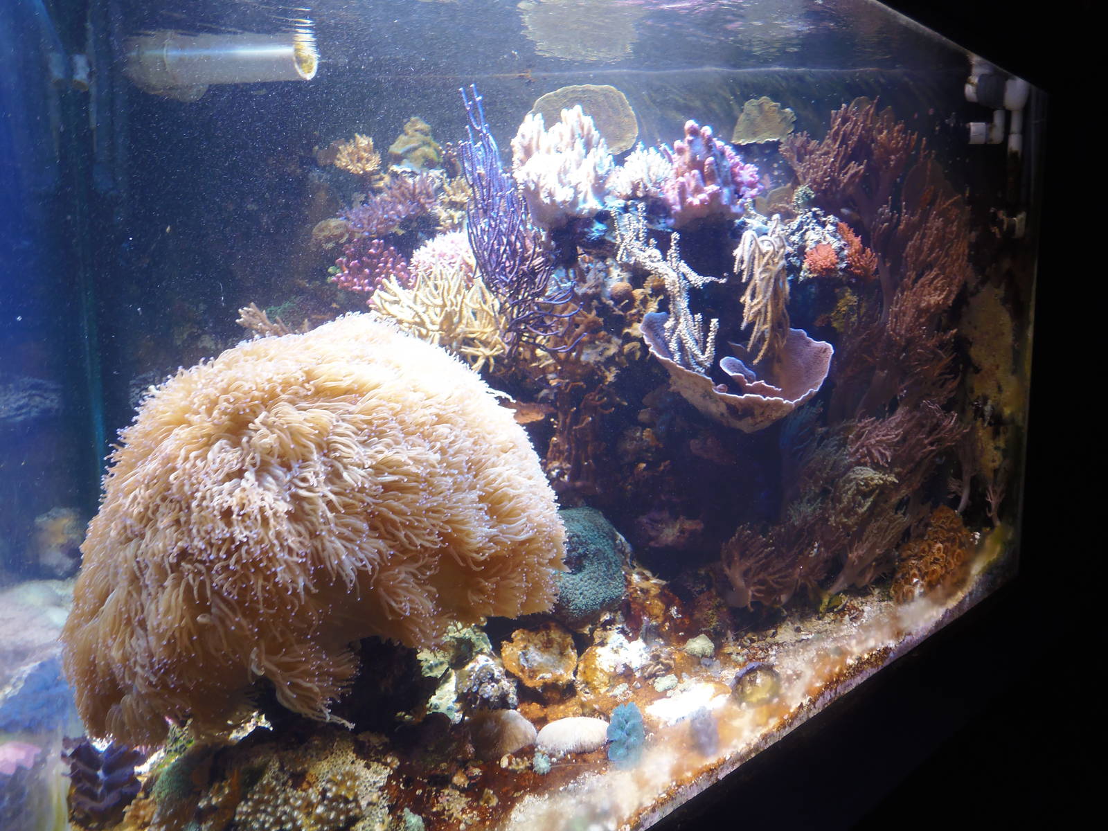 Invertebrates- Coral Exhibit