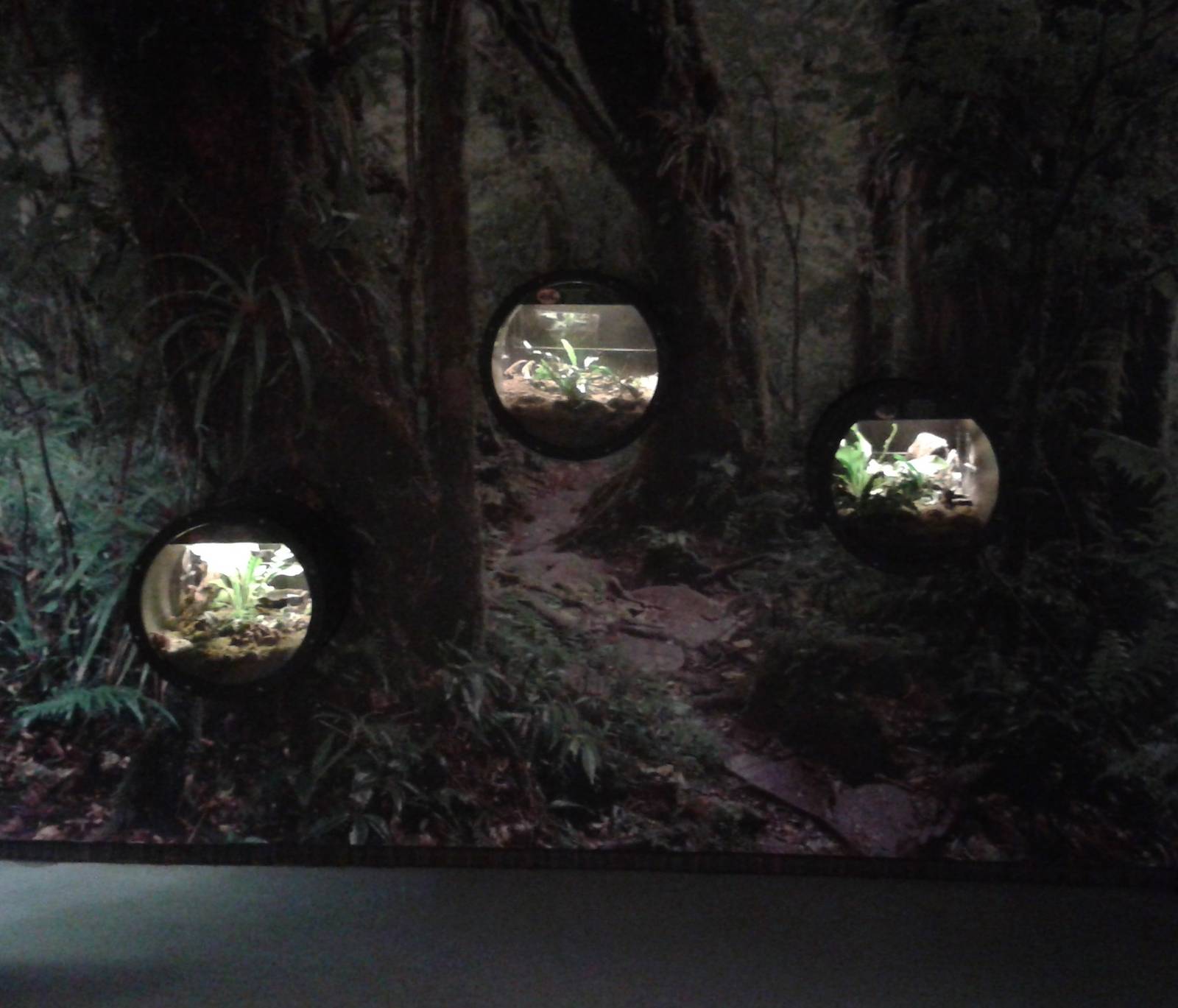 Invertebrates enclosures