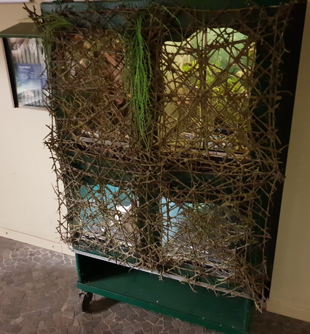 Invertebrates enclosures