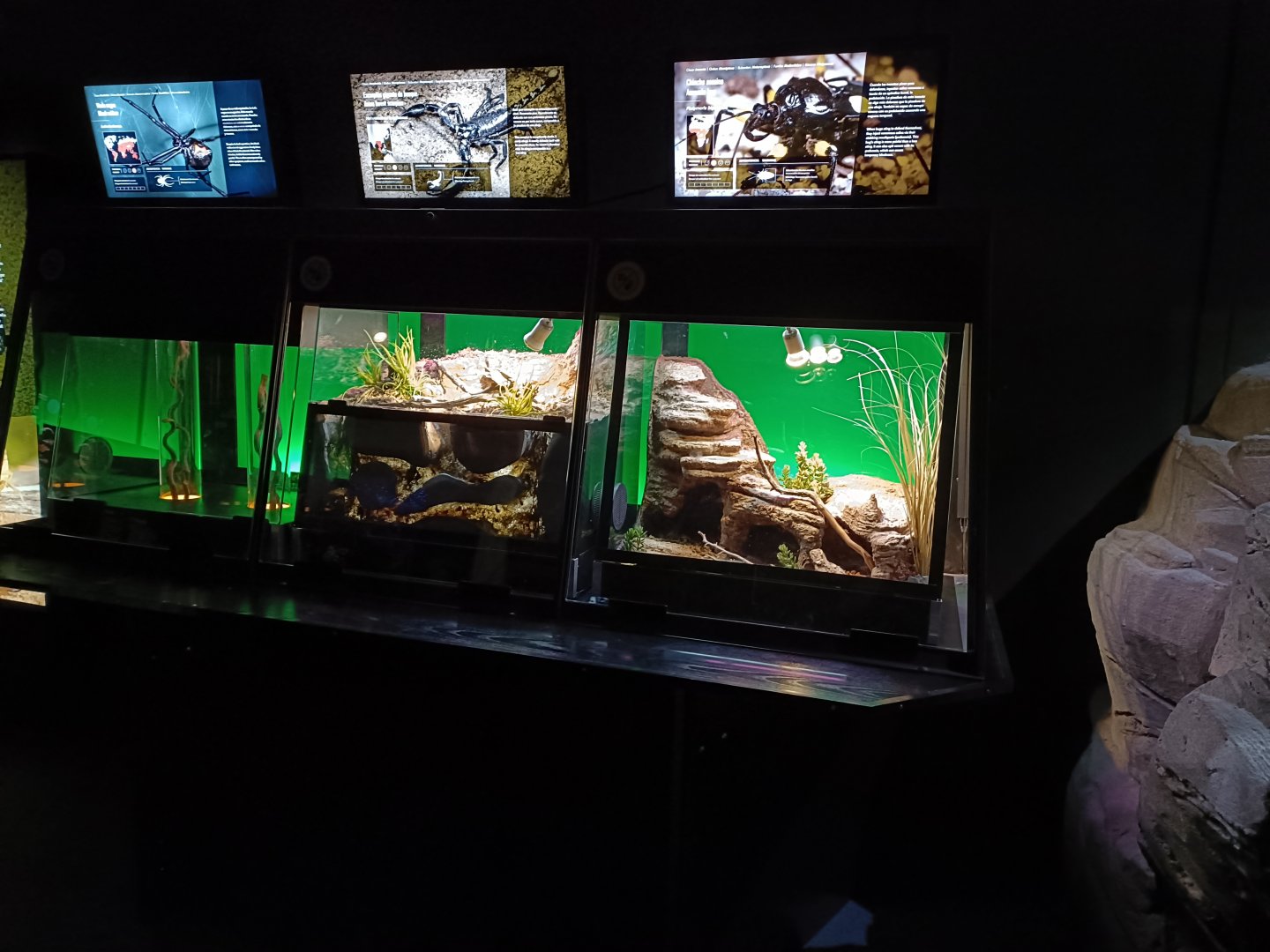 Invertebrates exhibits - Bioparc Acuario de Gijón