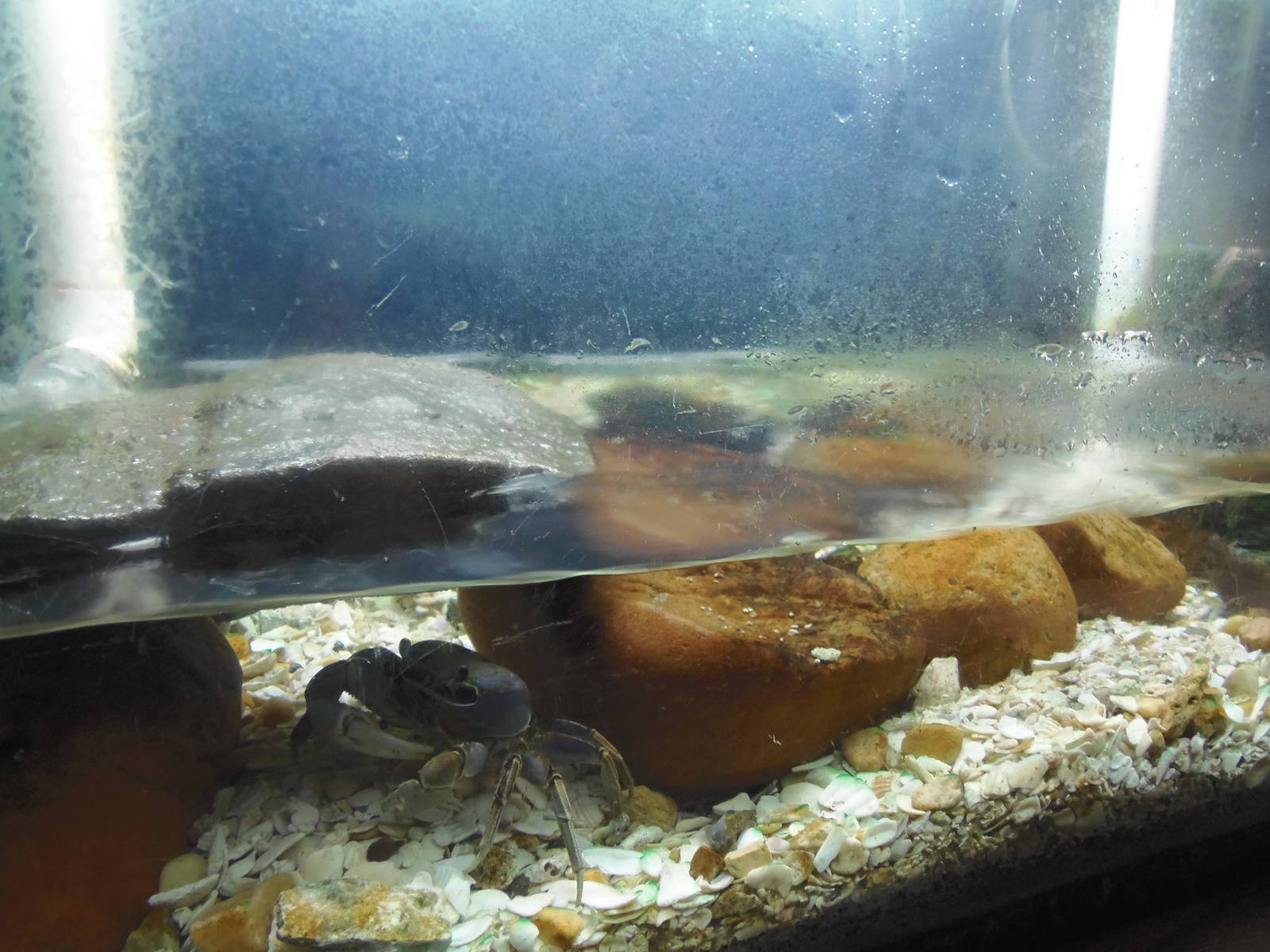 Invertebrates- Giant Land Crab Exhibit