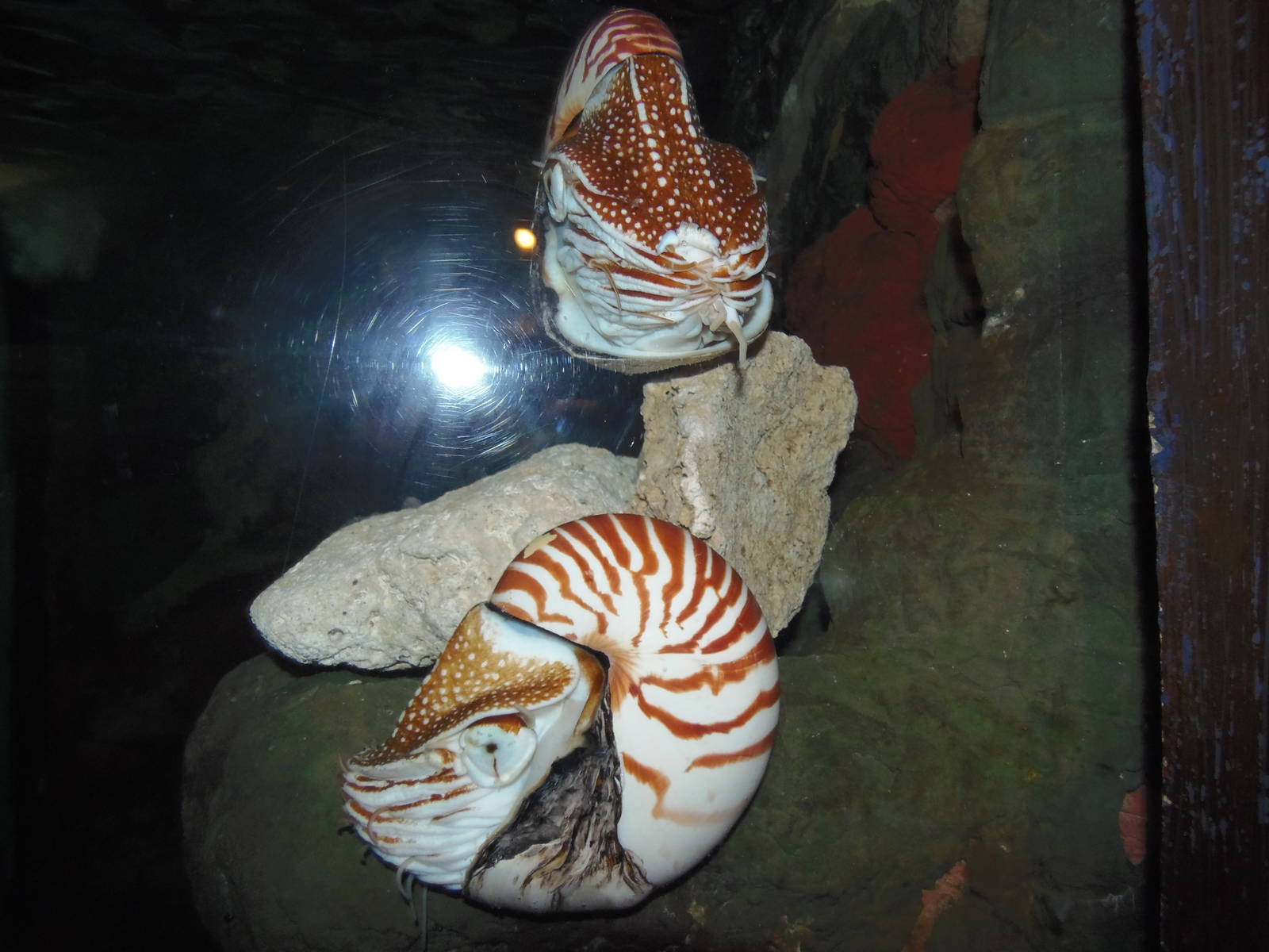 Invertebrates- Nautiluses
