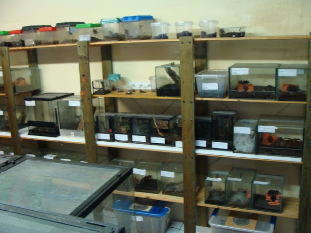 Invertebrates on the back