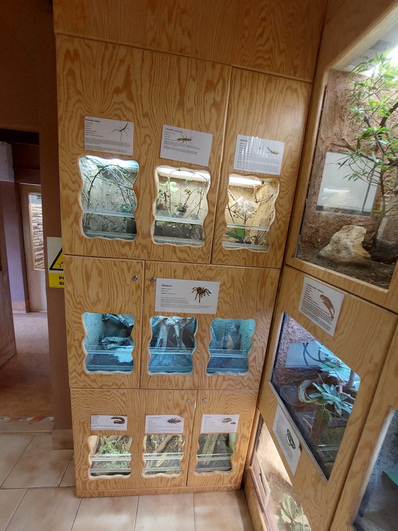 Invertebrates terrariums