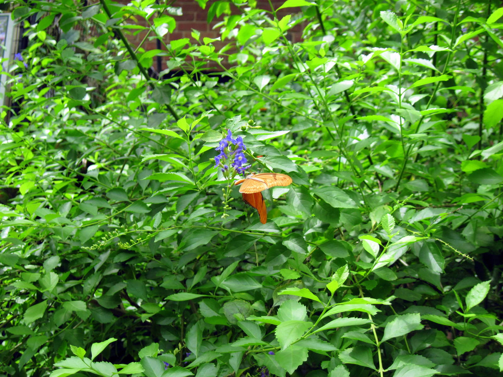 Invertibrate Exhibit-Butterfly