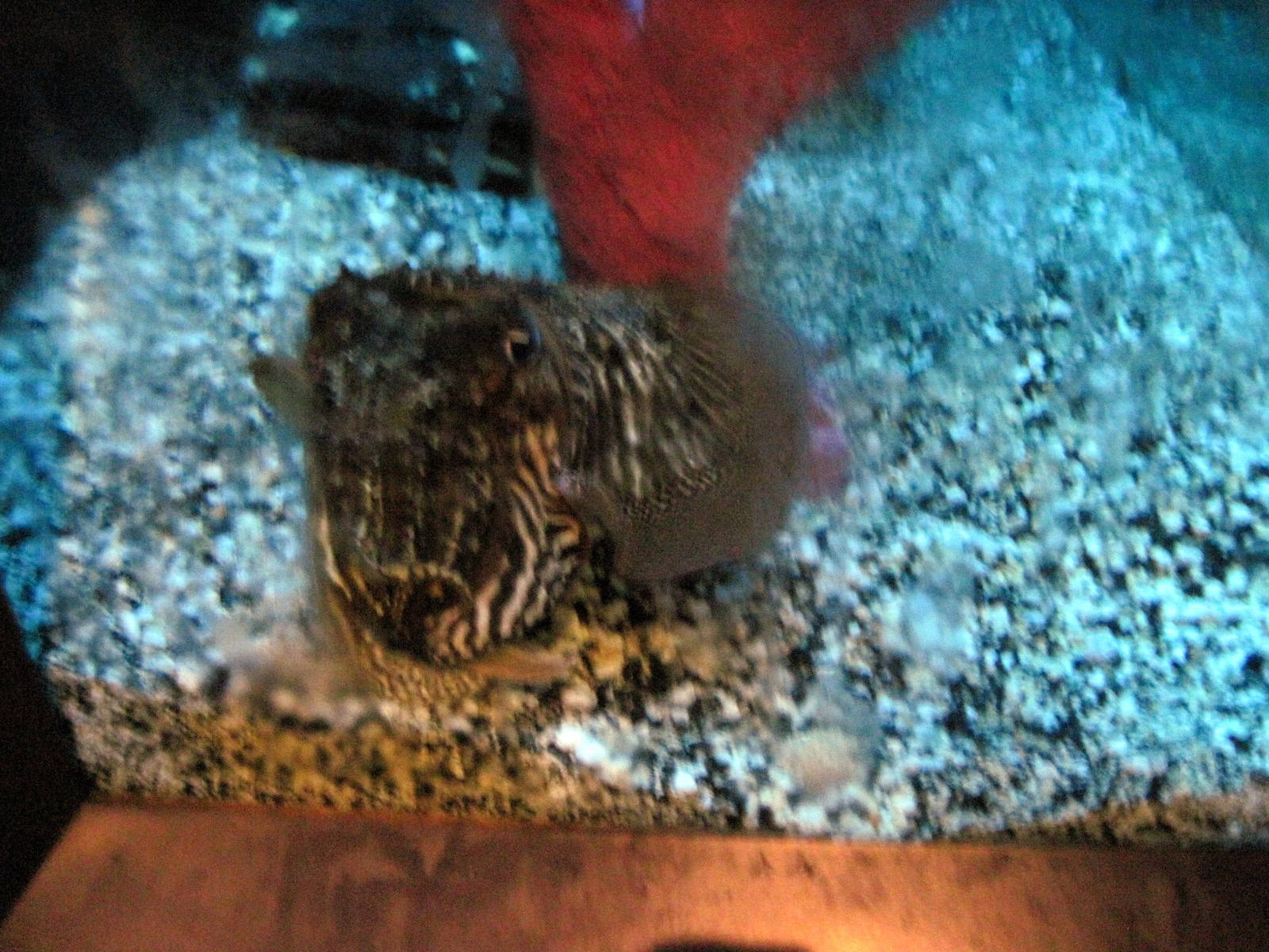 Invertibrate Exhibit-Cuttlefish