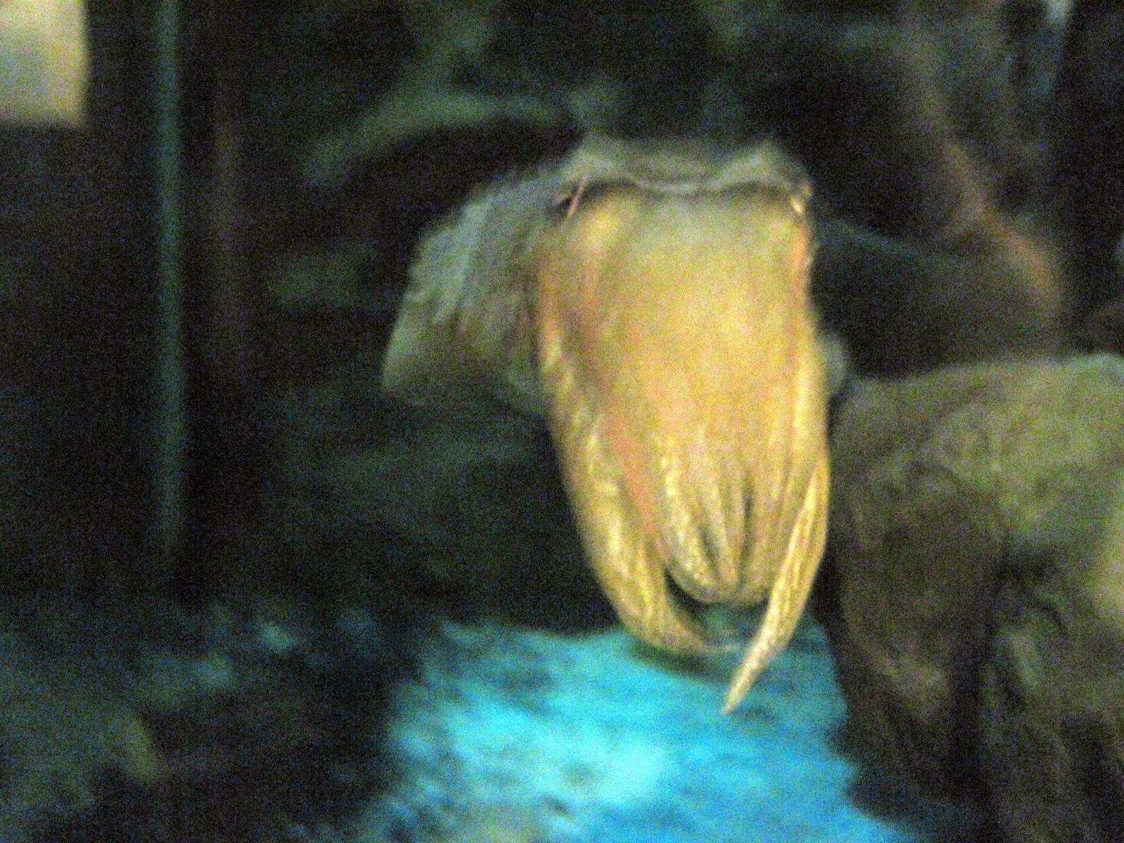 Invertibrate Exhibit-Cuttlefish