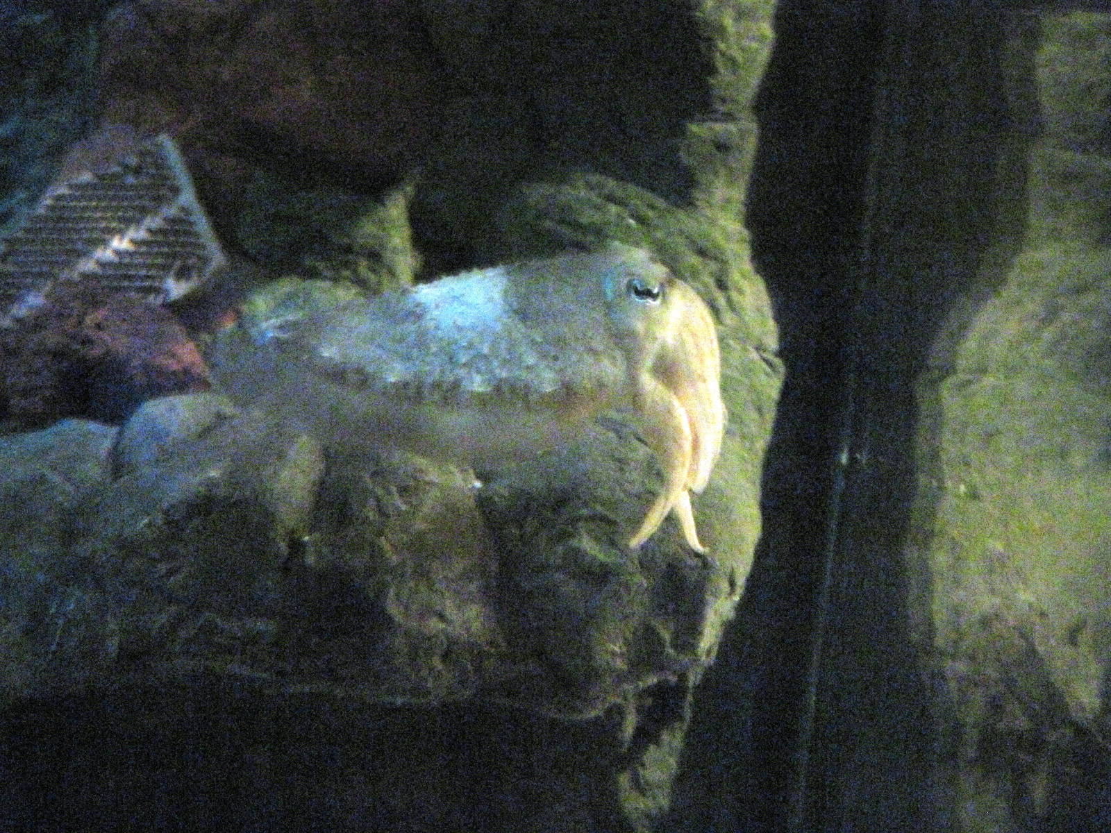 Invertibrate Exhibit-Cuttlefish