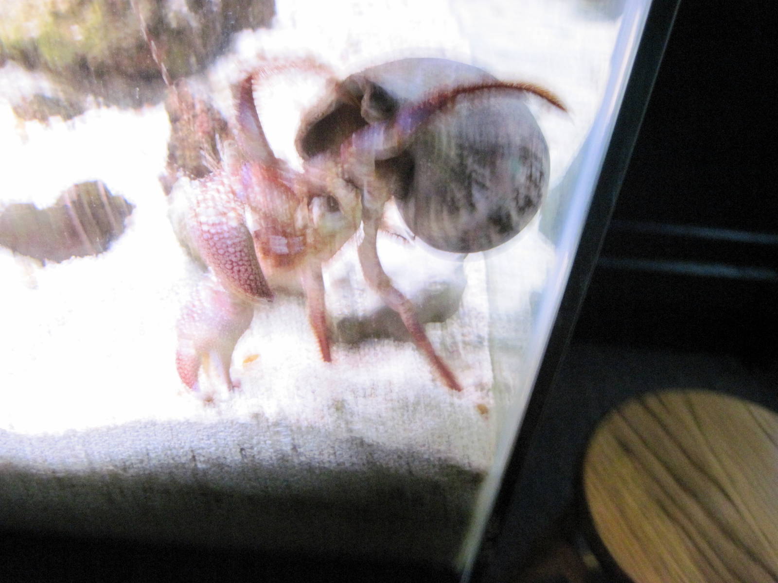 Invertibrate Exhibit-Giant Hermit Crab