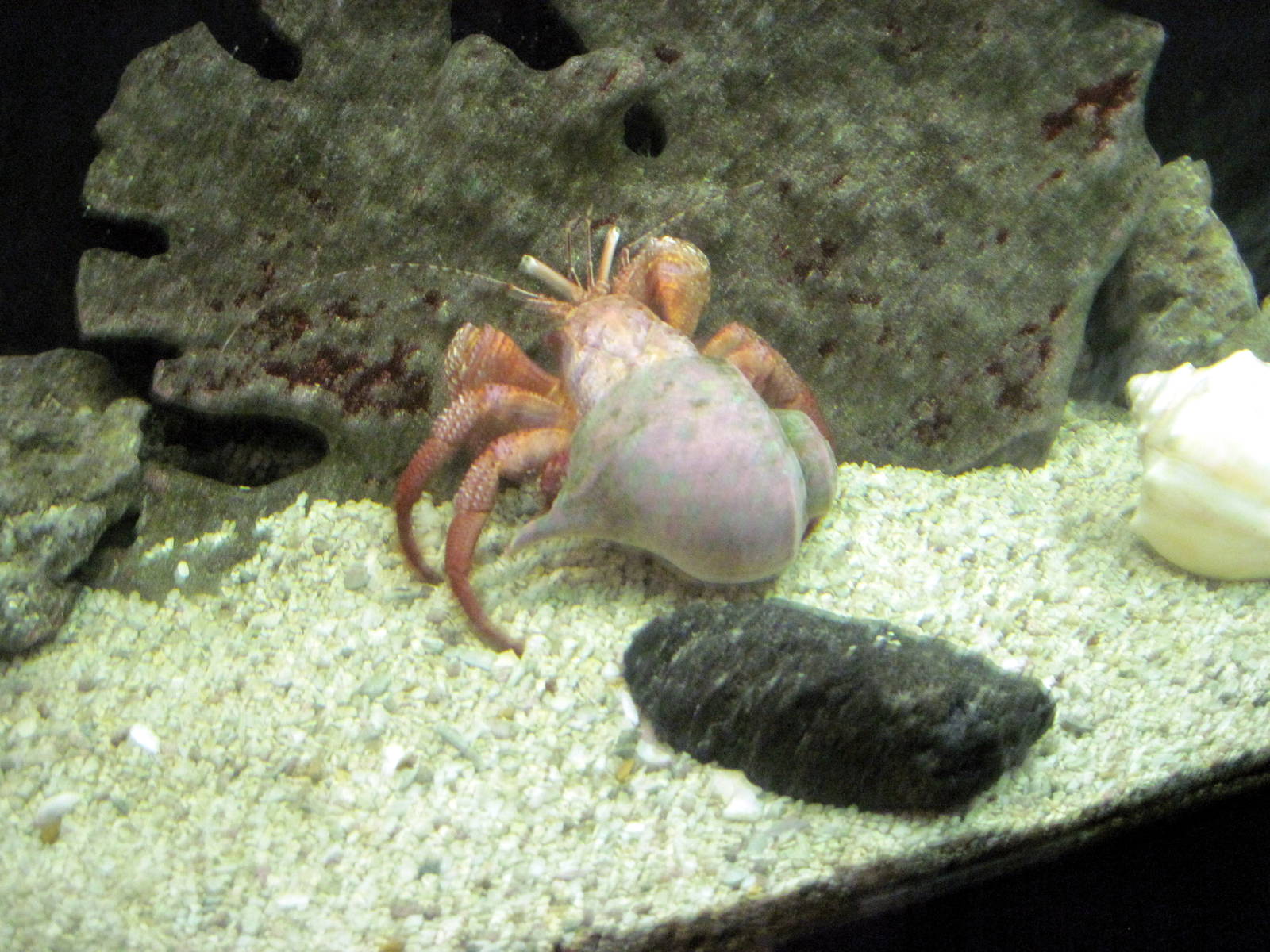 Invertibrate Exhibit-Giant Hermit Crab