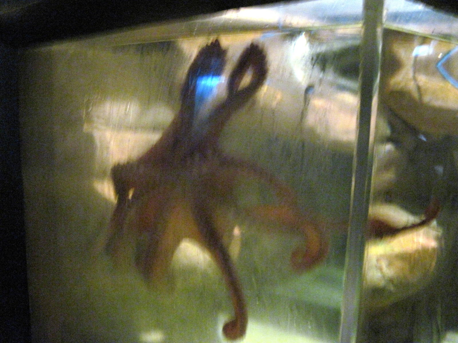 Invertibrate Exhibit-Giant Octopus
