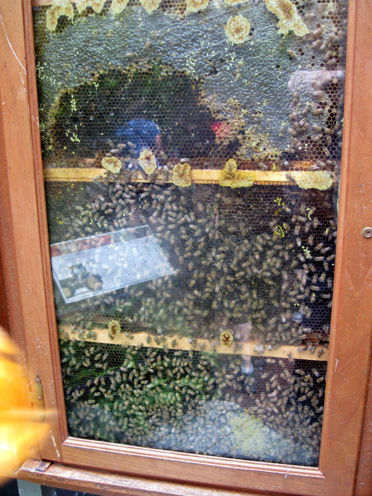 Invertibrate Exhibit-Honey Bees