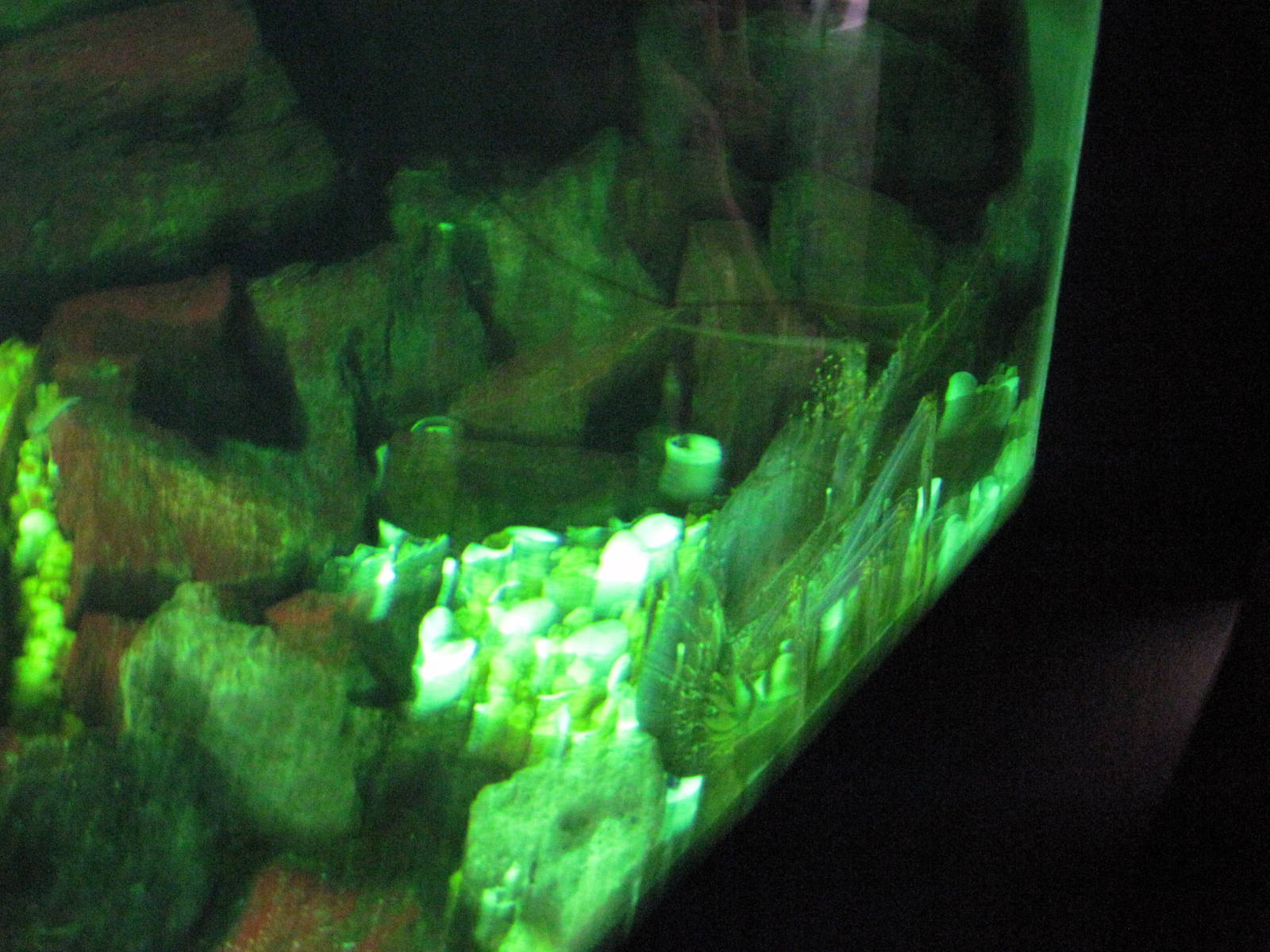 Invertibrate Exhibit-Lobster