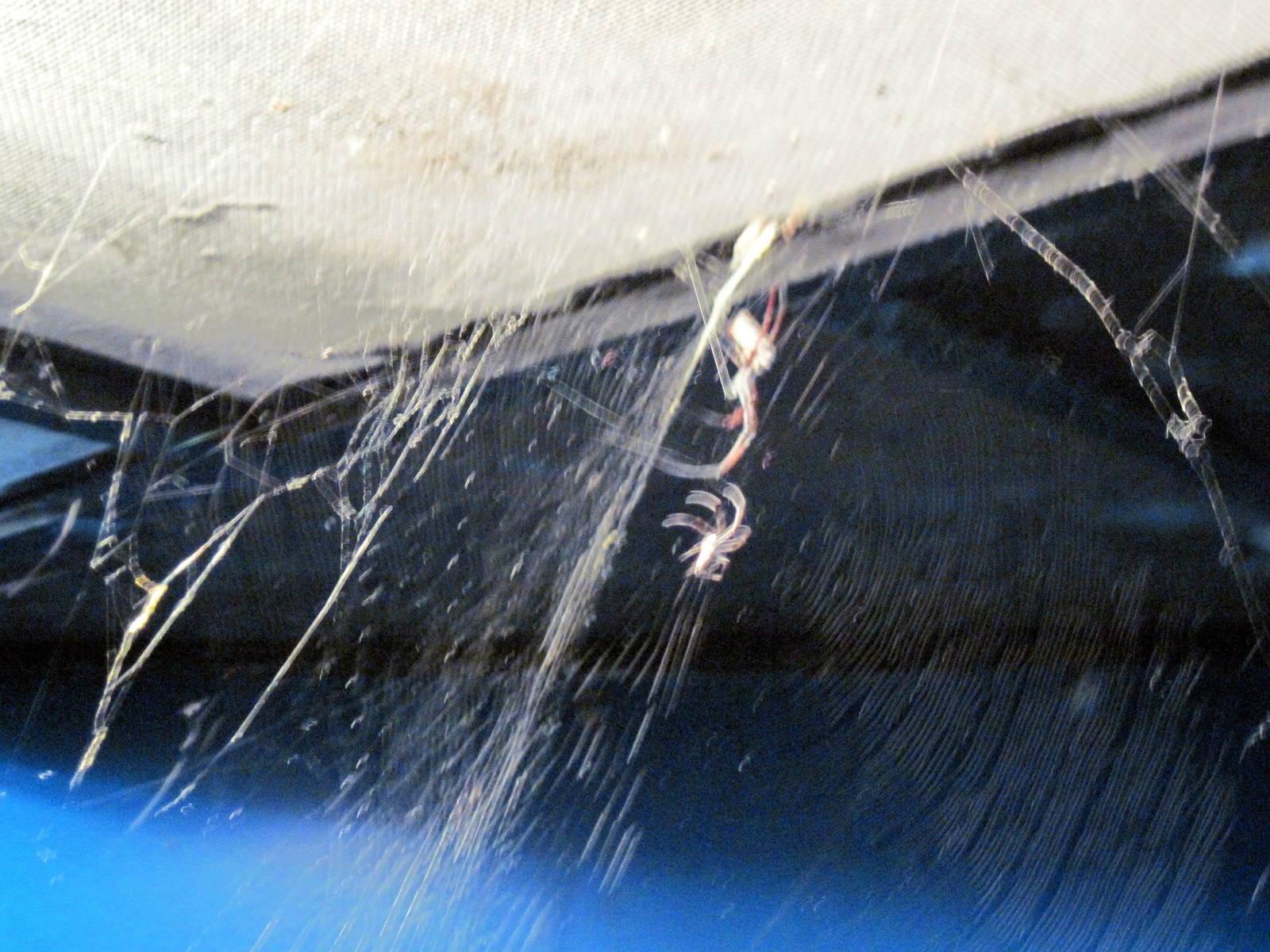 Invertibrate Exhibit-Orb Weaver Spider