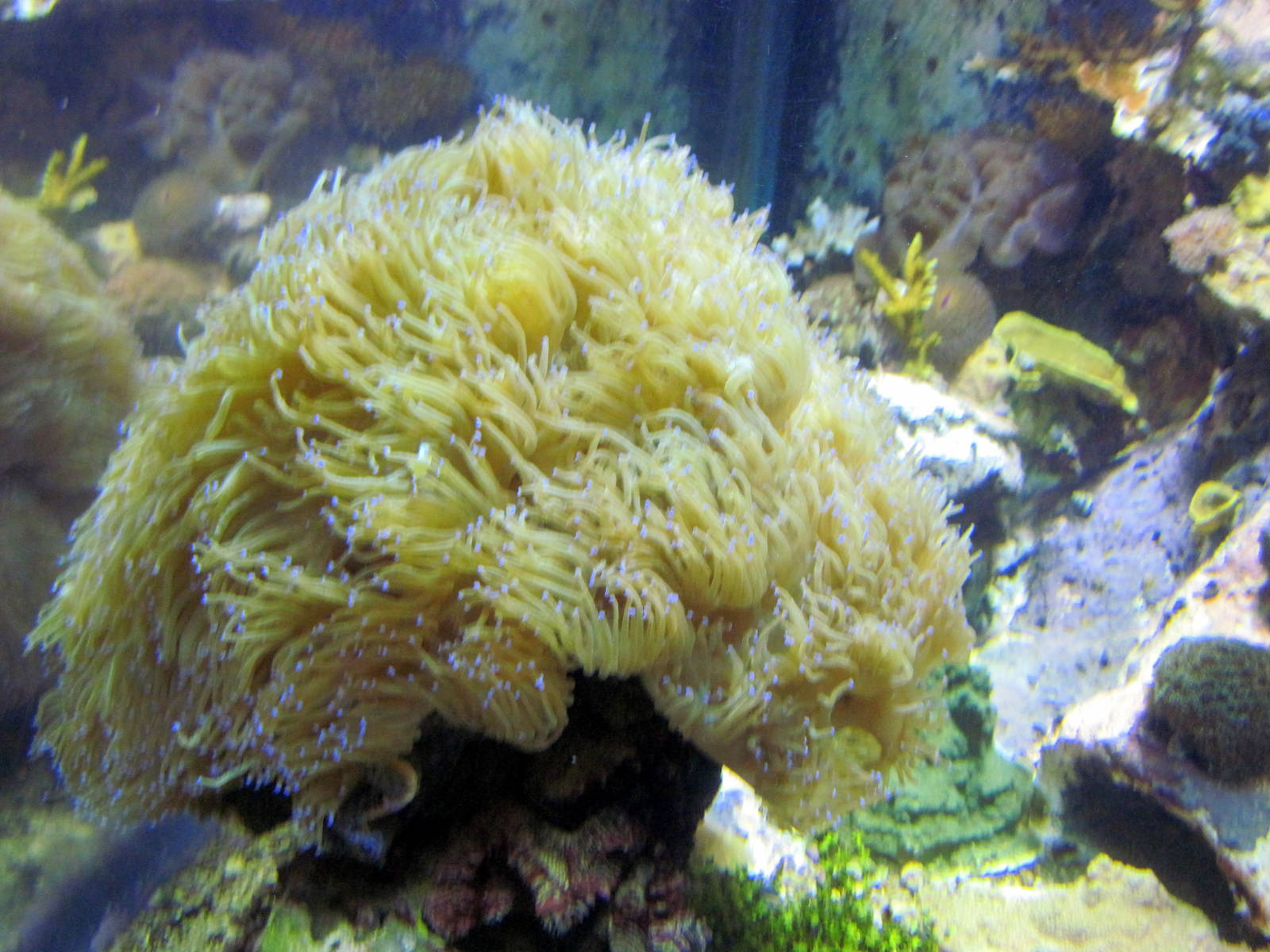 Invertibrate Exhibit-Sea Anemone
