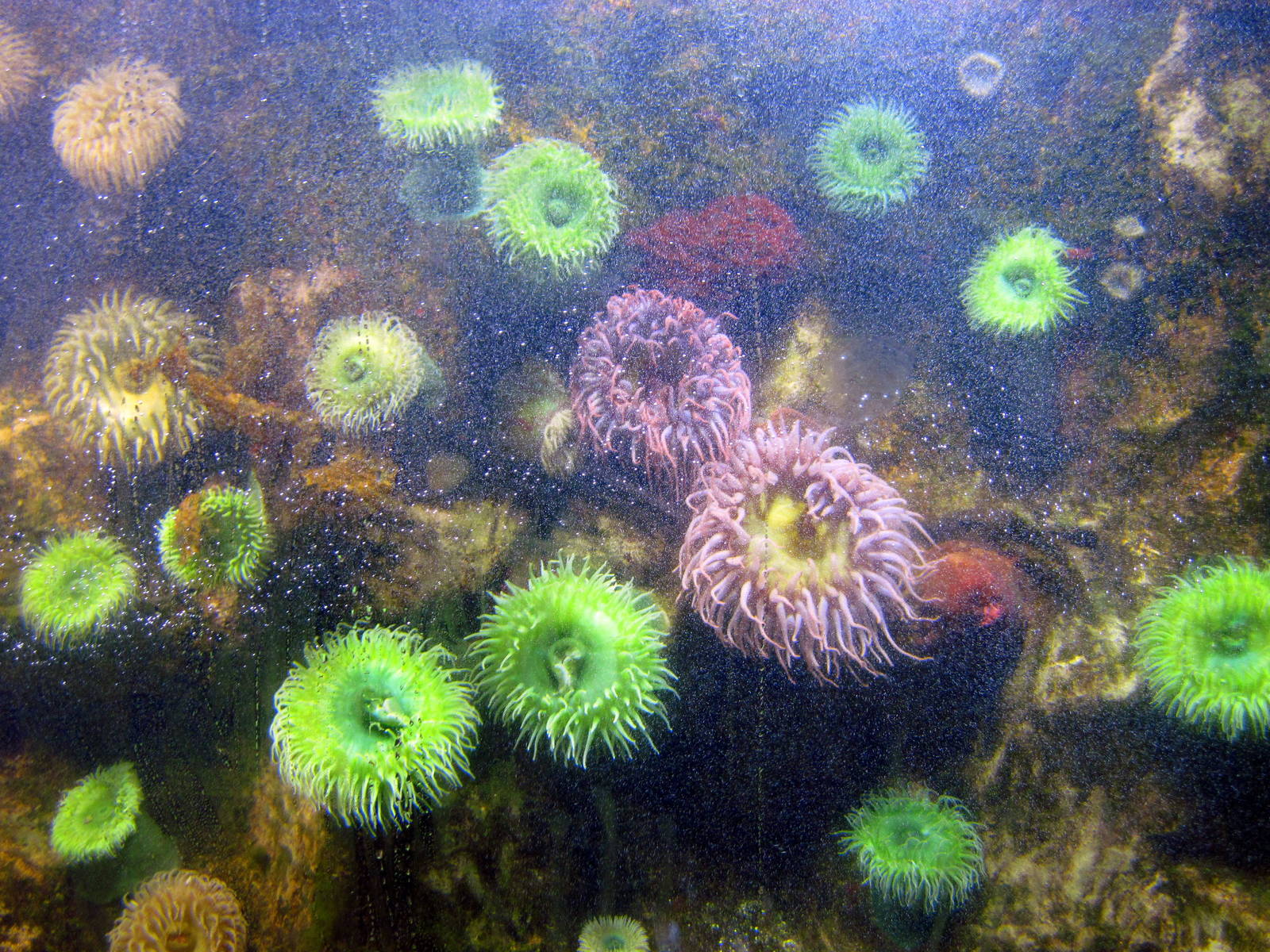Invertibrate Exhibit-Sea Anemones