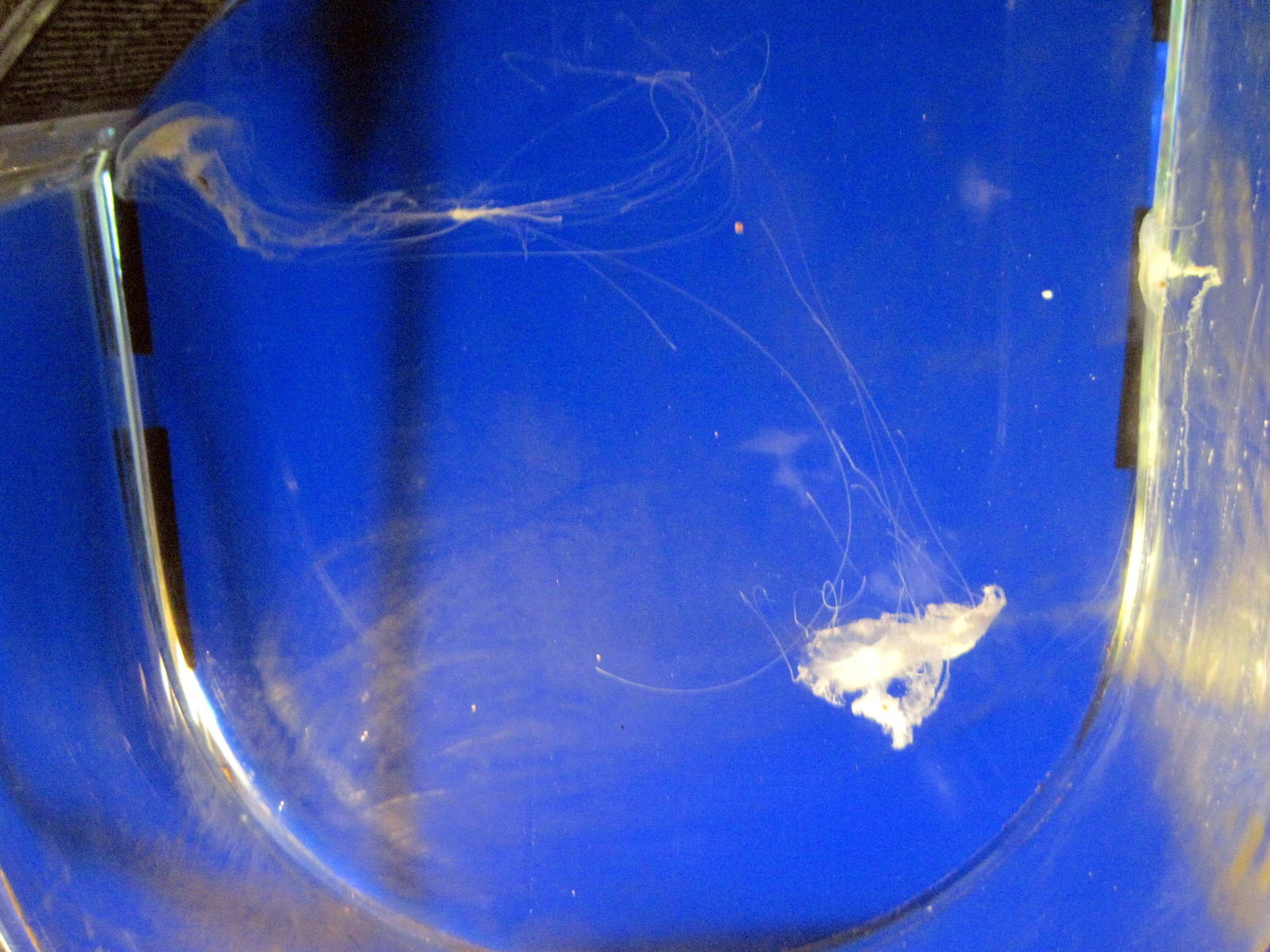 Invertibrate Exhibit-Sea Nettles