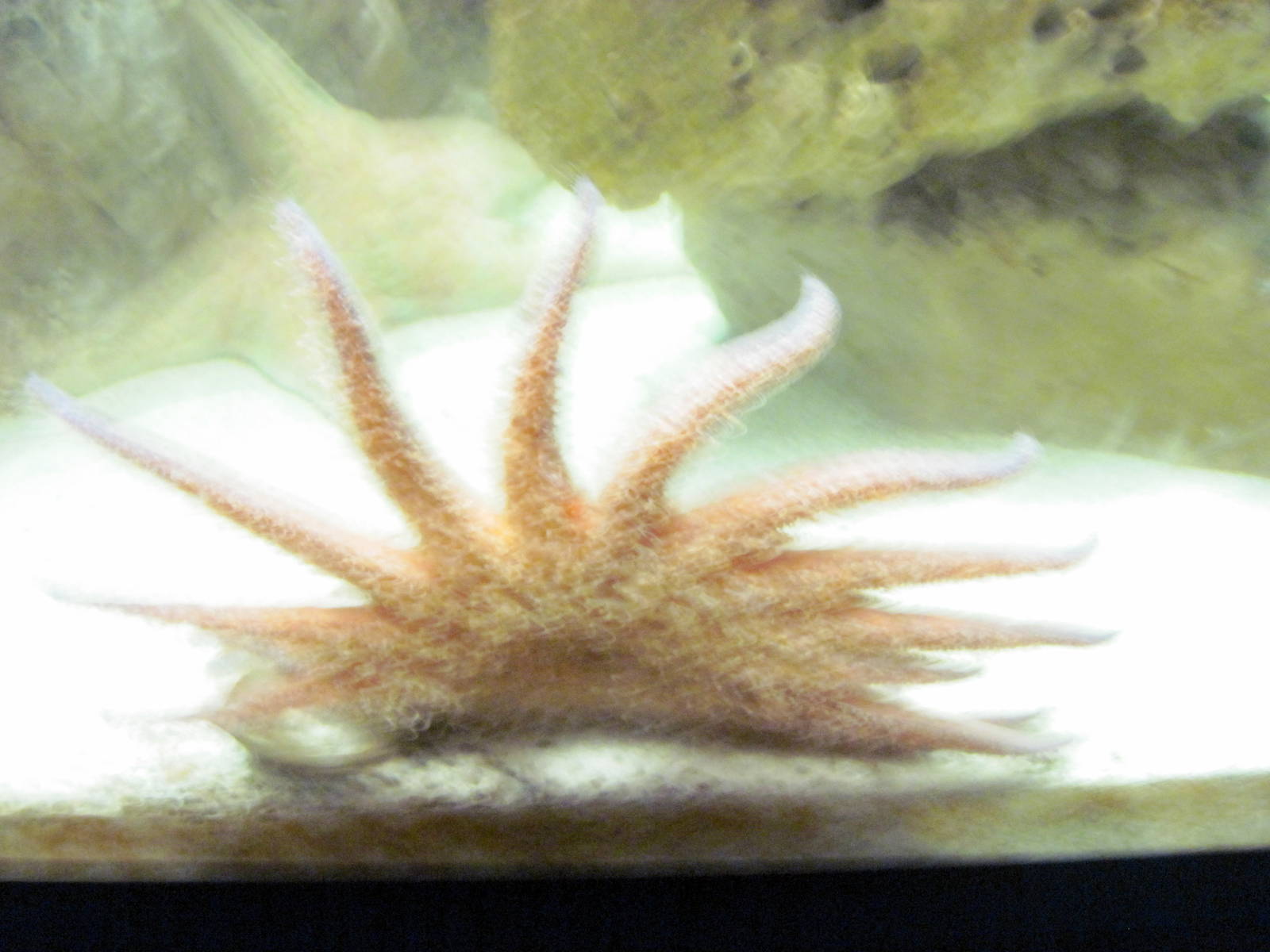 Invertibrate Exhibit-Sea Star