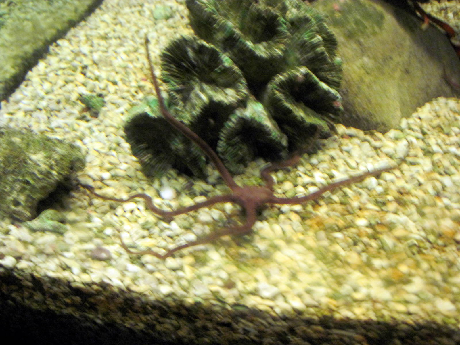 Invertibrate Exhibit-Sea Star