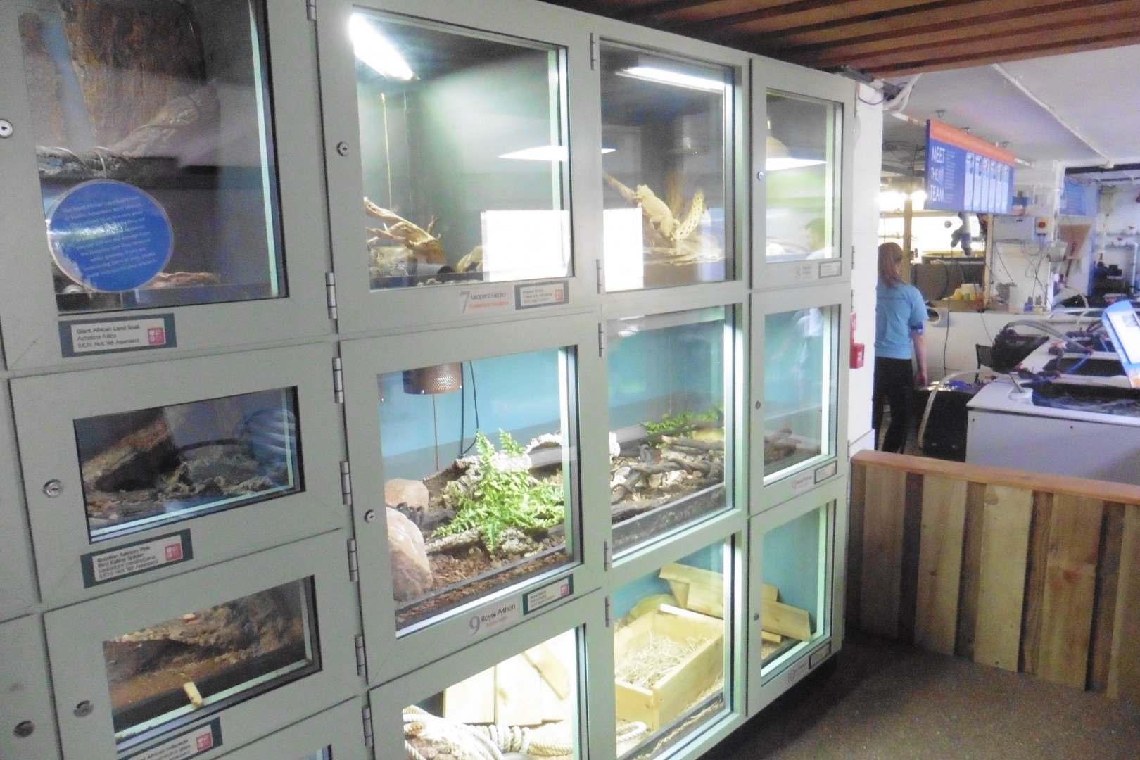 Inverts and reptile terrariums