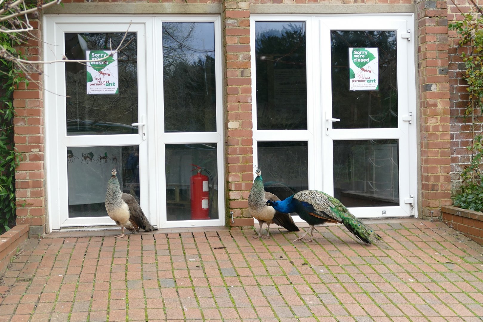 Investigate Insects, January 2019