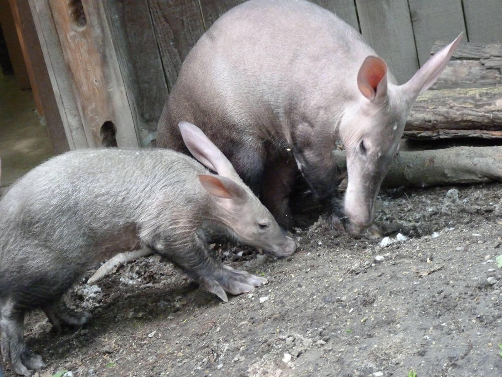 Investigating Aardvarks (Aardvark Exhibit), 5-3-12