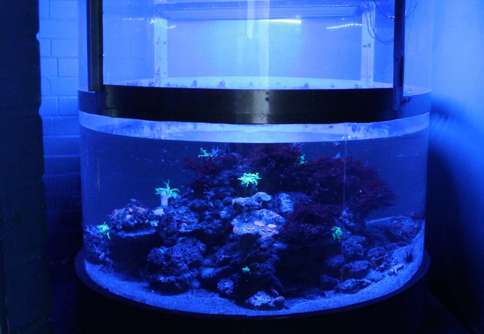Invetebrates tank
