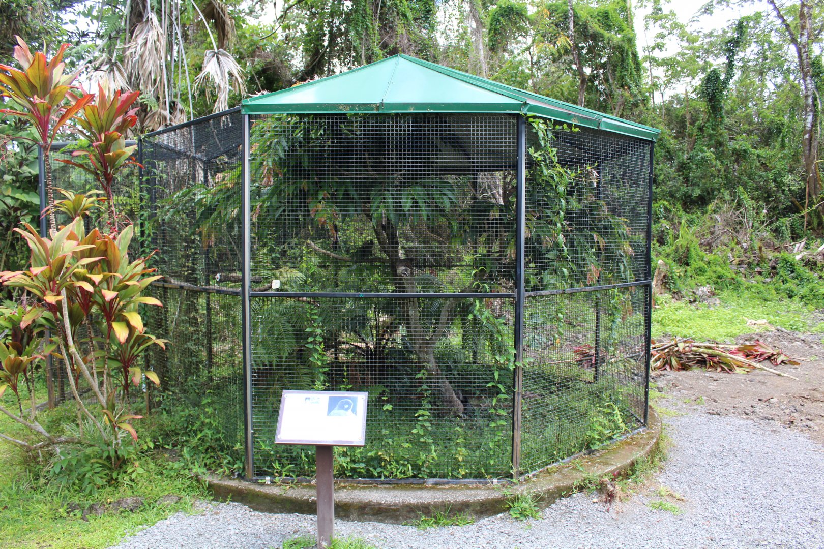 'Io (Hawaiian Hawk) Exhibit