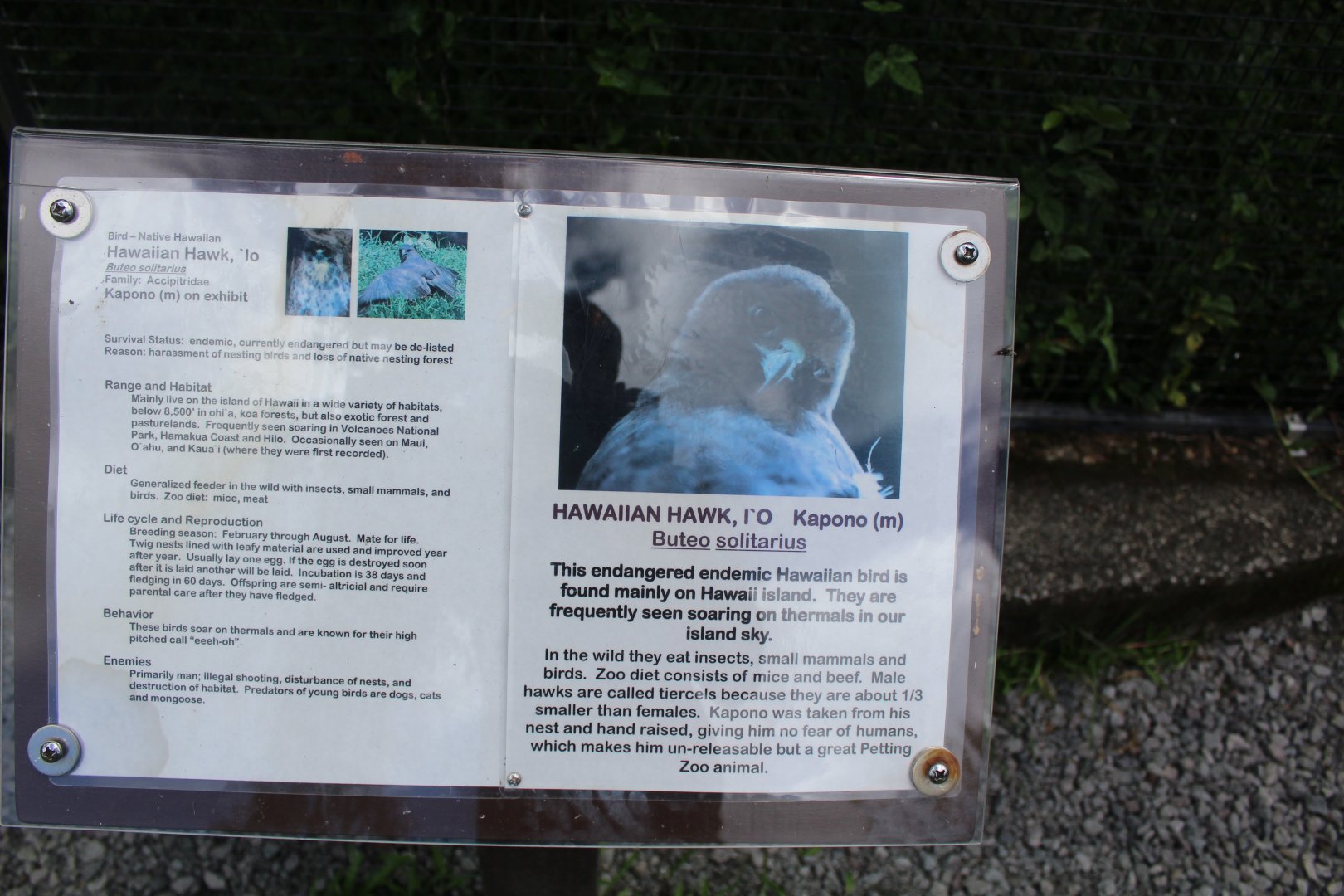 'Io (Hawaiian Hawk) Signage