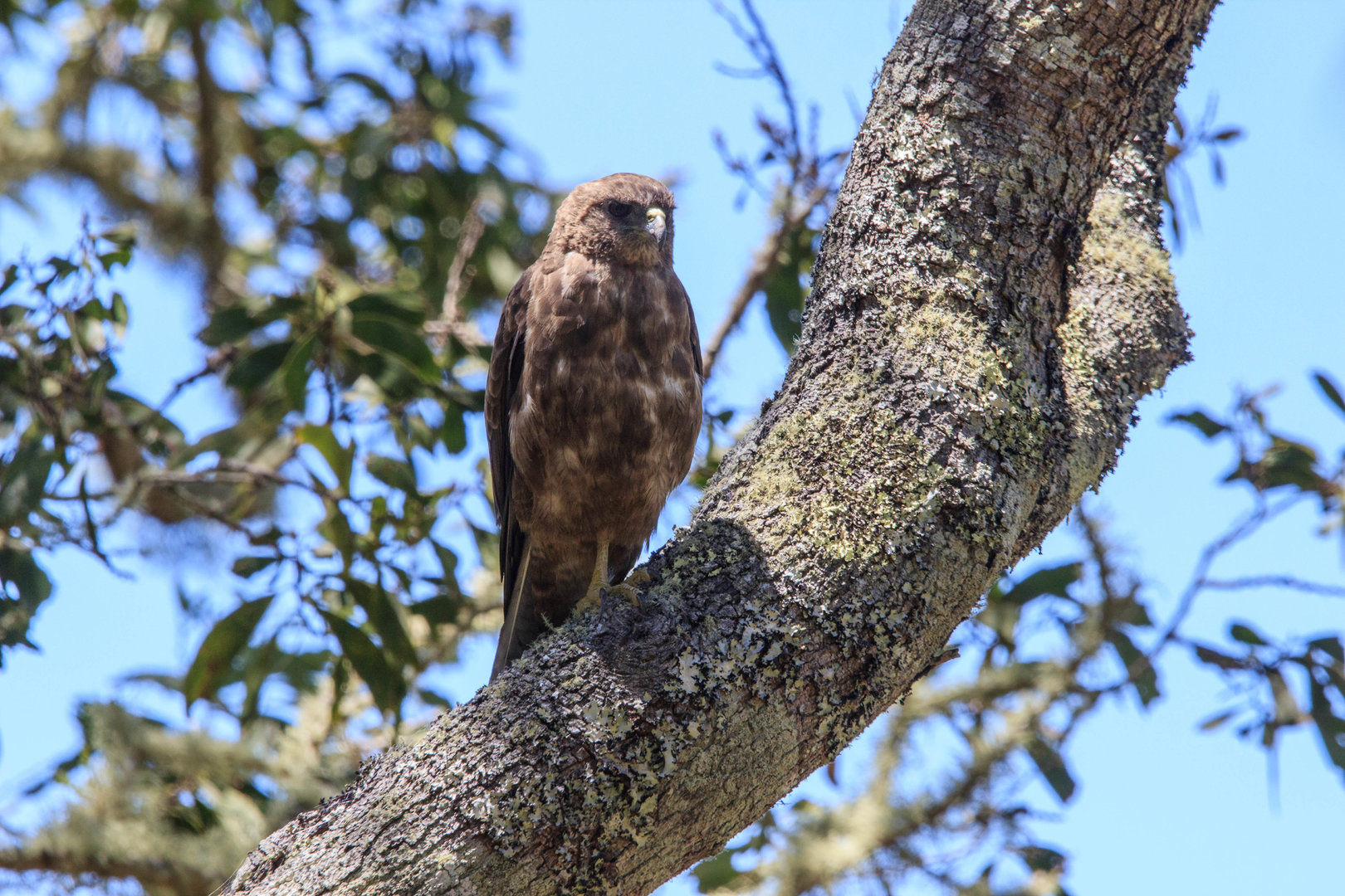 'Io, or Hawaiian Hawk