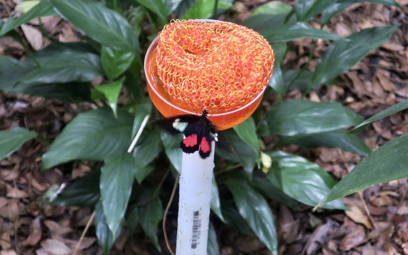 Iphidamas Cattleheart (Parides iphidamas)