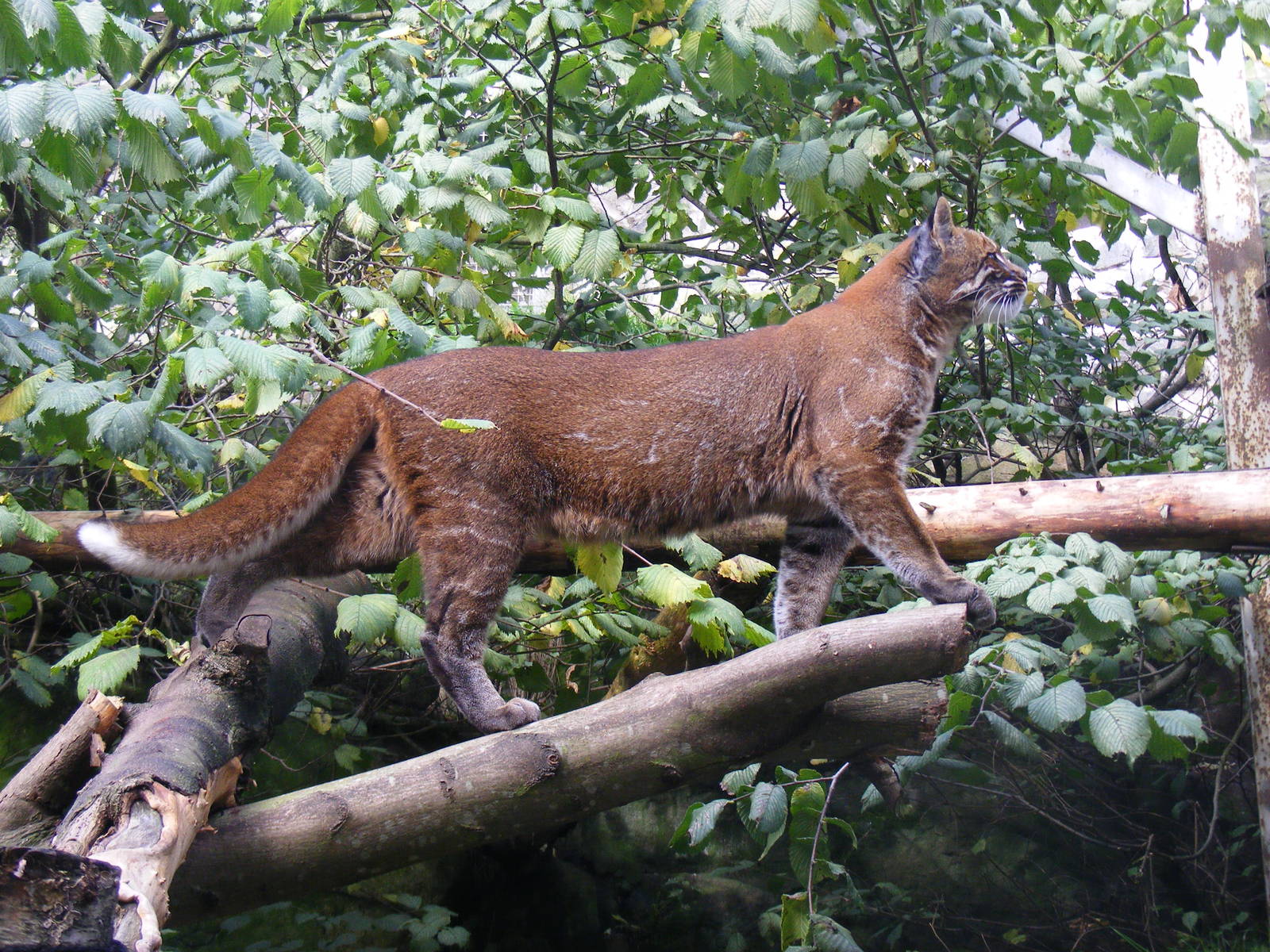Ipoh the Asian golden cat at Edinburgh Zoo, 2 October 2010